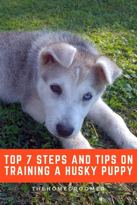 husky puppy advice.